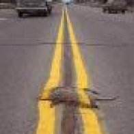 Roadkill