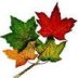Greg Allen,  Major Project: Regeneration of dying forests for future generations. (Pyrolysis)