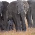 NEW SONG "Elephant Ears Missing"