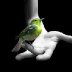 Bird In The Hand (Farrell and DrC)