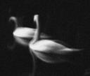 Swan Song ft. Joseph Rodriguez