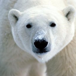 n_Snout_Polar_Bear-1600x1200.jpg