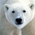 n_Snout_Polar_Bear-1600x1200