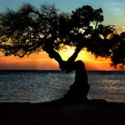 462_149_aruba_divi_tree_sunset.jpg