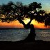 462_149_aruba_divi_tree_sunset