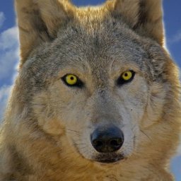 bigstockphoto_Eyes_Of_The_Wolf_59977.jpg