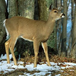 Whitetail_Deer12.jpg