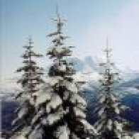 christmastree