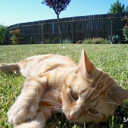 Rudy laying on grass 5-07.JPG