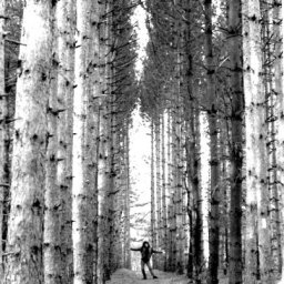 Holley- Pines greyscale.jpg