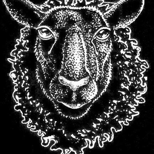 Black-sheep-head