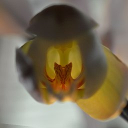 ORCHID 4 -.JPG.jpg