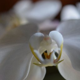 orchid 9.jpg