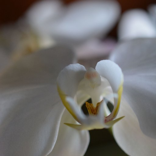orchid 9