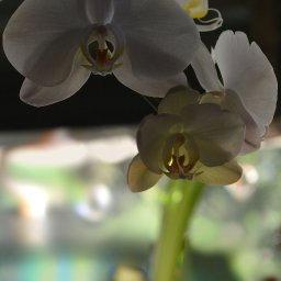 ORCHID 7 TOUCHED.jpg