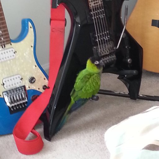 chicky bc rich