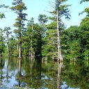 Honey Island Swamp