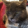 DJ JenCat